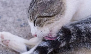 猫为什么一直舔自己的宝宝？原因是这！