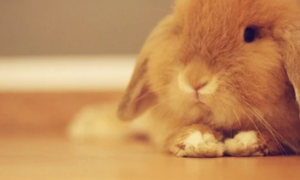 养兔经验：幼兔一天吃多少兔粮