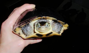 龟龟知识小科普：马来闭壳龟的饲养需要注意什么？