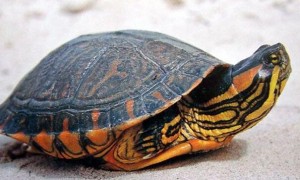 南美彩龟的寿命多长？不清楚的来这瞧瞧