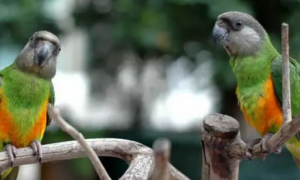 塞内加尔鹦鹉如何饲养？不清楚的快来看看！