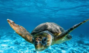 大西洋蠵龟雌雄怎么辨别？具体方法如下