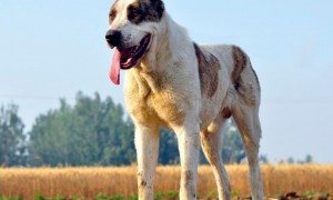 中亚犬是高加索犬的近亲，那它会很凶吗~
