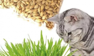 猫草怎么种植？