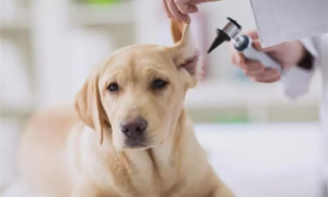 宠物狗常见耳道疾病的治疗，耳朵的日常清洁和预防