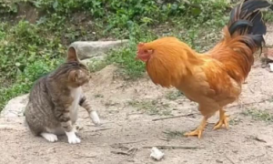 一文告诉你，猫为什么打不过鸡？