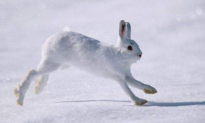 生活在冰雪世界里的北极兔，有人认识它吗？
