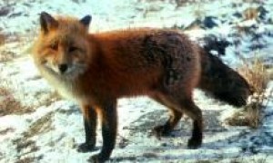 一篇关于赤狐-097的介绍，快来看看吧！