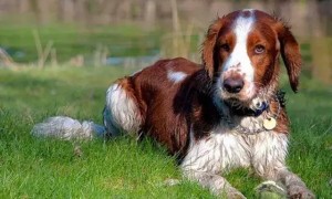 威尔士跳猎犬的挑选技巧，你学会了吗？