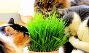 猫草是什么？对猫咪的作用可能超出你的想象