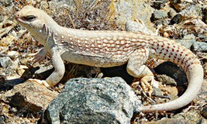 关于沙漠鬣蜥的科普小知识，快来了解一下吧！