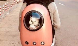 猫咪在太空舱猫包里让上高铁吗？