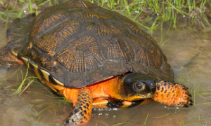 木雕水龟能水养吗？有哪些注意点？