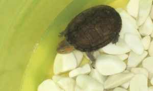饲养简单、天性温和的阿拉莫泥龟怎么选？快来看看吧！