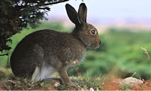 想知道中国野兔寿命多长？来这瞧瞧吧