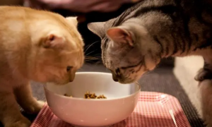 猫为什么需要吃罐头？猫粮和猫罐头的比较