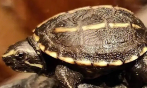 果核泥龟是保护动物吗？能不能家养？