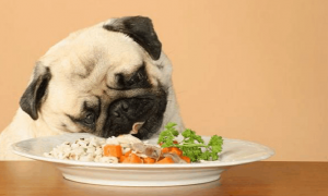小奶狗吃什么食物？营养很重要