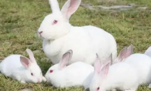 日本大耳白兔的基本信息，绝对值得收藏！