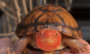龟中“关二爷”——红面泥龟，了解一下！