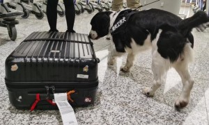 机场闻行李的狗是什么狗？快来看看