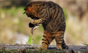 猫为什么能吃下鱼刺？而人却容易被卡呢！