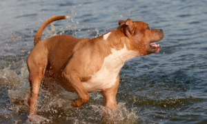 美国水猎犬怎样训练？来了解下吧