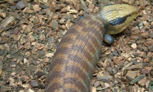 一篇关于细纹蓝舌蜥的科普，速来收藏！