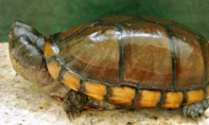 哥伦比亚泥龟的寿命是多少年？你了解吗？