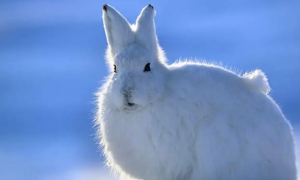 关于雪兔繁殖的常识，你知道多少？