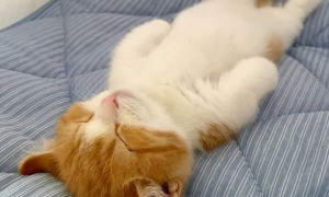 猫咪专用安眠药叫什么？来看看吧