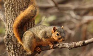 爪子锋利、尾巴粗长的大柏树狐松鼠，喜欢吃些什么呢？