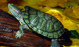 家养的巴西龟能放生吗？看完这篇就知道了