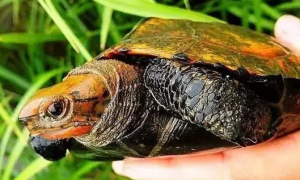 今日科普：日本石龟能深水养吗？