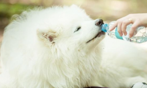 小狗特别爱喝水，大概是因为这个
