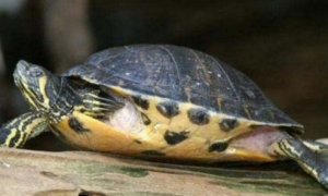 黄腹滑龟怎么过冬？这篇文章有答案！