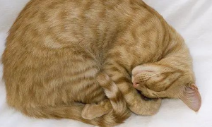 猫咪睡觉为什么把身体卷成团？原因是这样...