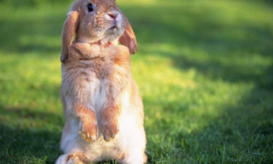 喜欢兔兔的朋友看过来！兔子能滴人类眼药水吗？