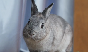 美种金吉拉兔科普丨这么大的兔兔，你爱了吗？