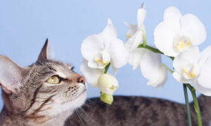 哪些花对猫有毒？具体有？