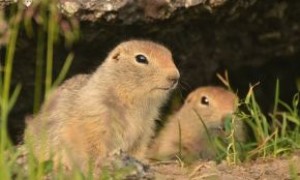 一篇关于永井岛北极地松鼠的介绍，快来看看吧！