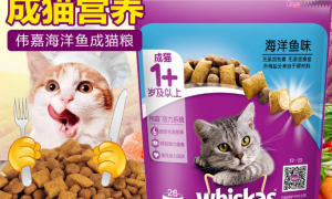 伟嘉猫粮带你了解，猫罐头与干粮相比有什么不同