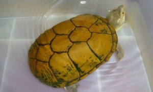 养龟须知：黄泥龟冬眠吗？