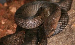受国家保护的台湾小头蛇，有人认识吗？