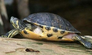 黄腹滑龟饲养温度和黄腹滑龟适宜水温如何呢？
