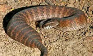 行动快速的哺乳动物杀手，澳洲金刚蛇你了解多少？