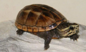 养宠小知识：黄泥龟是动胸龟吗？
