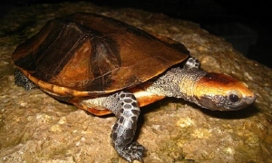 想知道红头扁龟怎么养，就看这里！