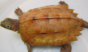 饲养枫叶龟需要加温吗？大概要多少温度呢？