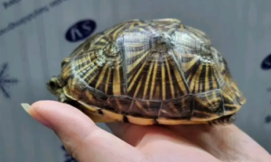饲养知识：佛罗里达箱龟是陆龟还是水龟？
